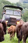 Bison_du_Palais