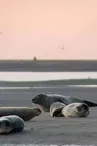 Randonnée Baie de Somme Découverte