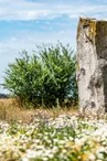 Pierre du Diable Lécluse - Menhir