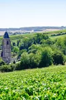 Vignoble (23).jpg