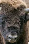 Réserve des Bisons d'Europe