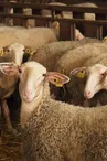 Cosmétiques naturels au lait de brebis Bio