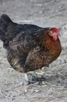 des lys a la ferme poule