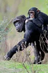 RESERVE AFRICAINE DE SIGEAN