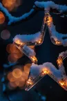 Etoile-de-noel