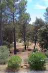 Terrain