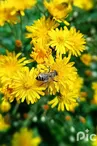 Nos abeilles