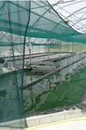 Bassin de spiruline