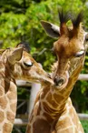 Zoo de la Flèche