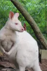 venez-decouvrir-nos-wallaby